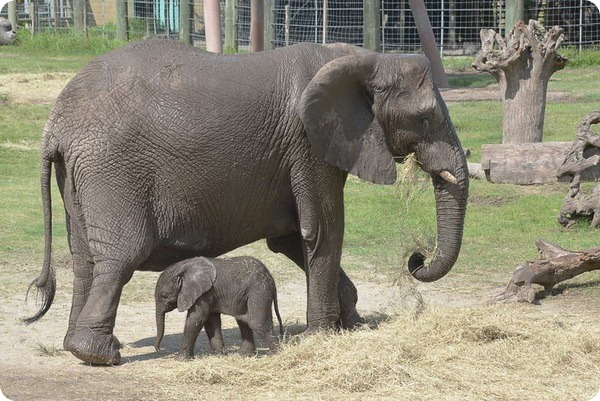 Зоопарк Лоури представил африканского слоненка