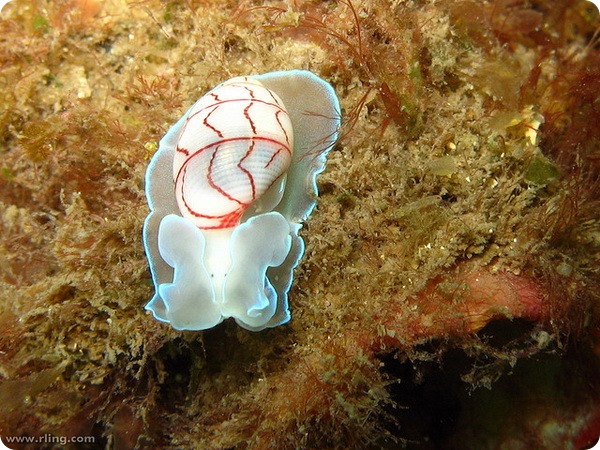 Брюхоногий моллюск Bullina lineata