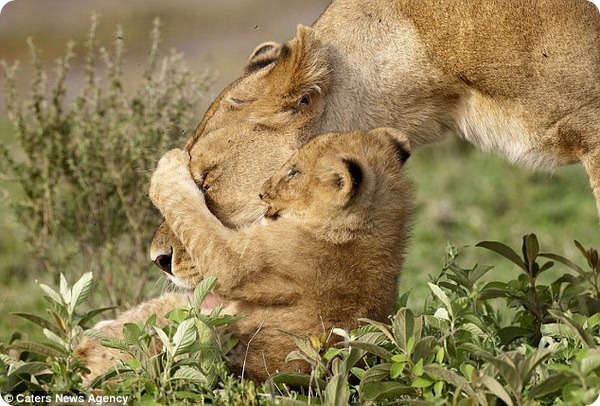 Африканские львы от Лауры Ромин и Ларри Далтона