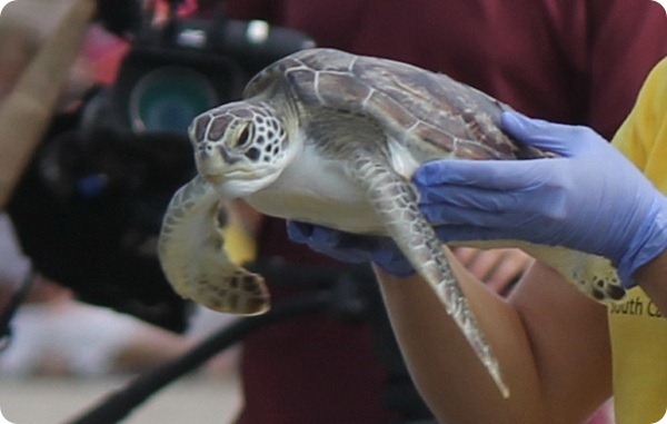 Спасенные морские черепахи были выпущены на волю