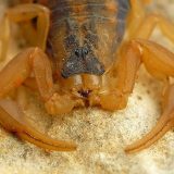 Полосатый скорпион