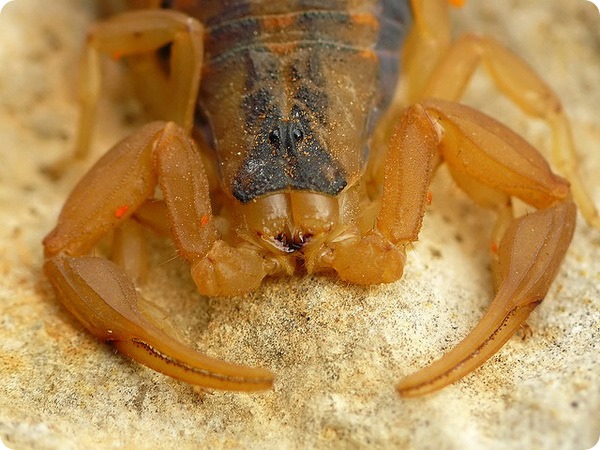 Полосатый скорпион Centruroides vittatus