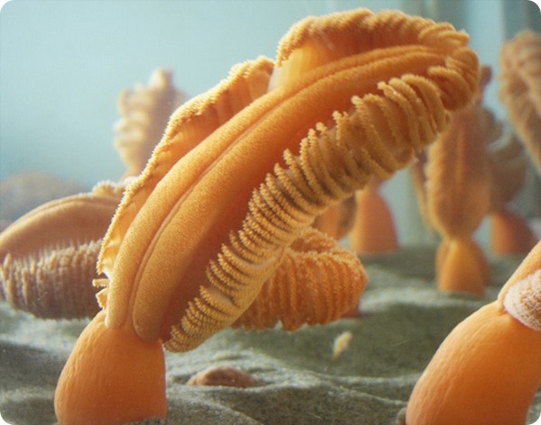 Оранжевые морские перья (лат. Ptilosarcus gurneyi)