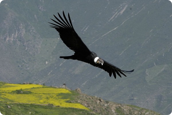 Андский кондор (лат. Vultur gryphus)