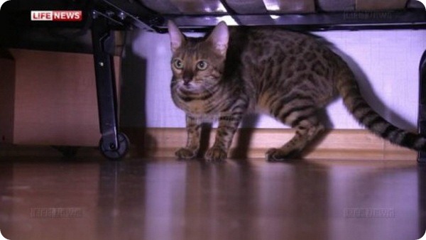 Кошка Шеба осталась жива после падения с 18-го этажа