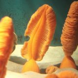 Оранжевые морские перья
