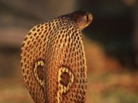 Самые ядовитые змеи в мире