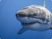 Самые опасные акулы