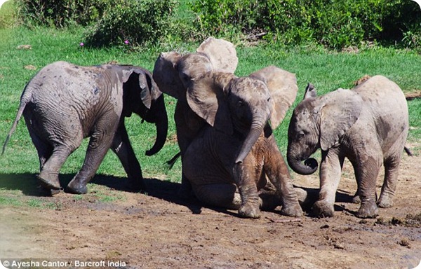 Потасовка слонят в Национальном парке Эддо