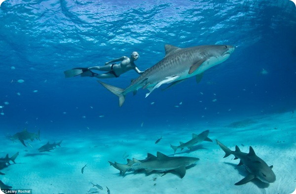 В защиту тигровых акул