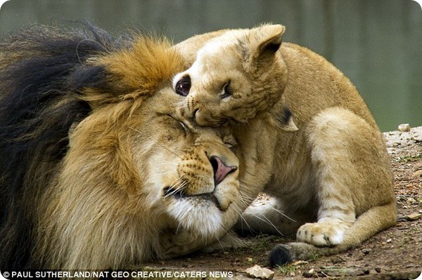 Львенок и его отец из Национального зоопарка США