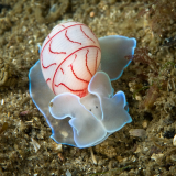 Брюхоногий моллюск Bullina lineata