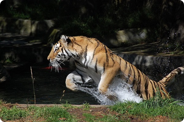 Тигр (лат. Panthera tigris)
