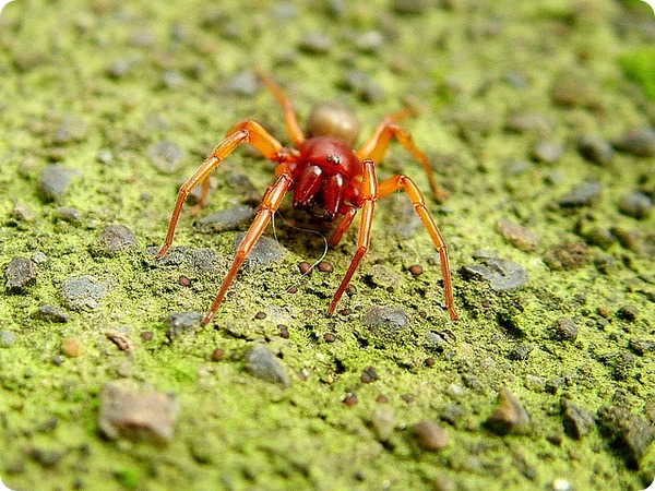 Трубковый паук Dysdera crocata