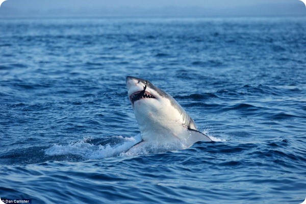 Охота белых акул на морских котиков