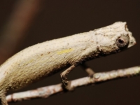 Хамелеон малая брукезия