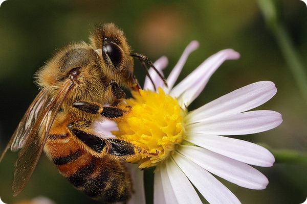 Медоносные пчелы 