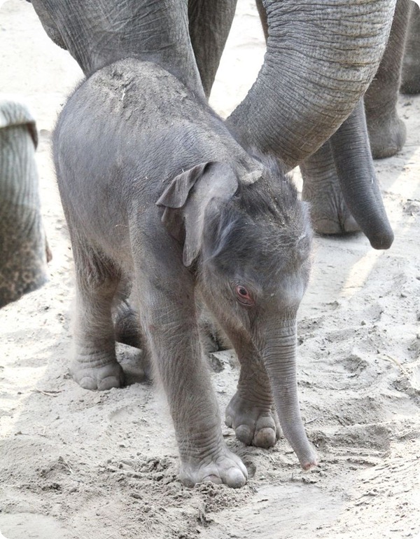 Детеныш азиатского слона из зоопарка Emmen Zoo