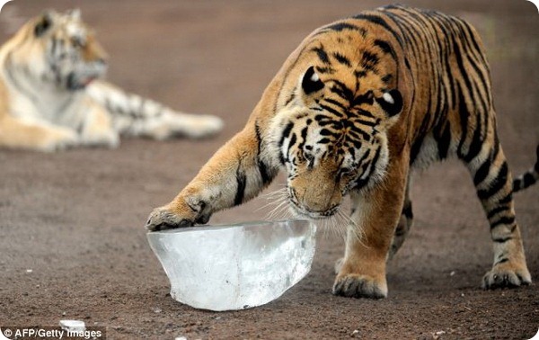 Амурских тигров из парка Гуайпо угостили льдом