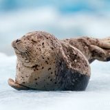 Обыкновенный тюлень
