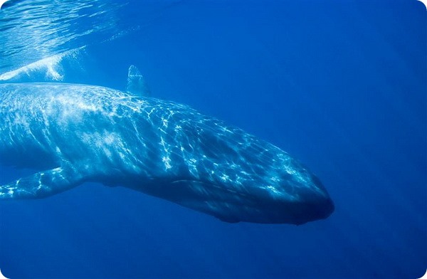 Синий, или голубой кит (лат. Balaenoptera musculus) 