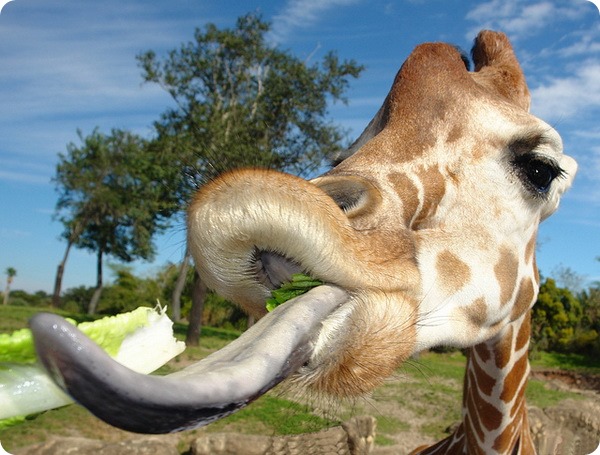 Жираф (лат. Giraffa camelopardalis)