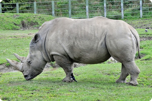 Белый носорог (лат. Ceratotherium simum)