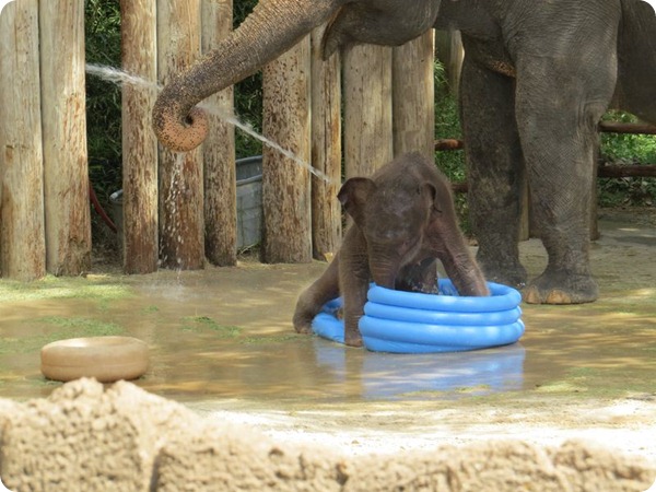 Маленький слоненок из зоопарка Fort Worth Zoo