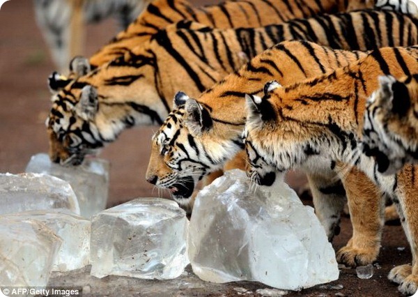 Амурских тигров из парка Гуайпо угостили льдом