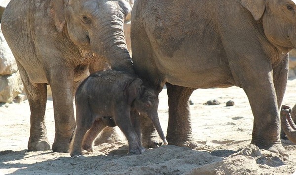 Детеныш азиатского слона из зоопарка Emmen Zoo