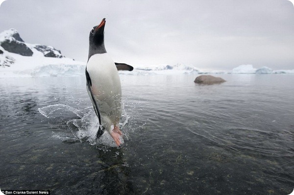 Пингвину удалось уйти от зубов морского леопарда