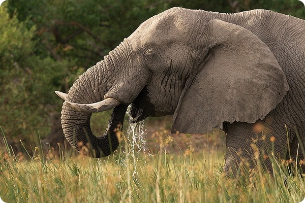 Слоны (лат. Elephantidae)