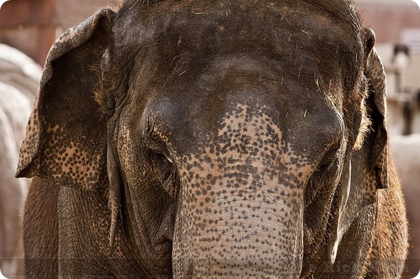 Индийский, или азиатский слон (лат. Elephas maximum)