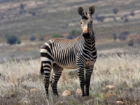 Горная зебра