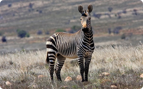 Горная зебра (лат. Equus zebra)