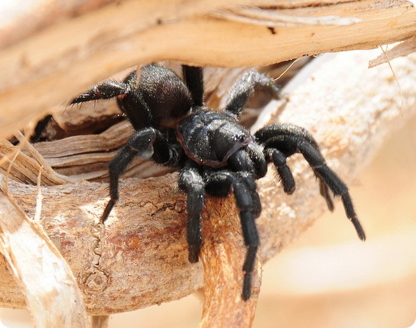 Сиднейский лейкопаутинный, или воронковый паук (лат. Atrax robustus)