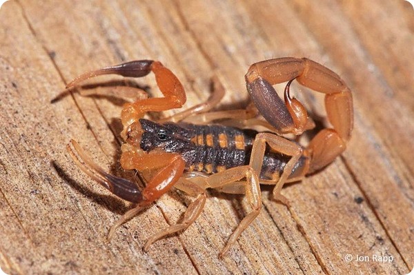 Полосатый скорпион Centruroides vittatus