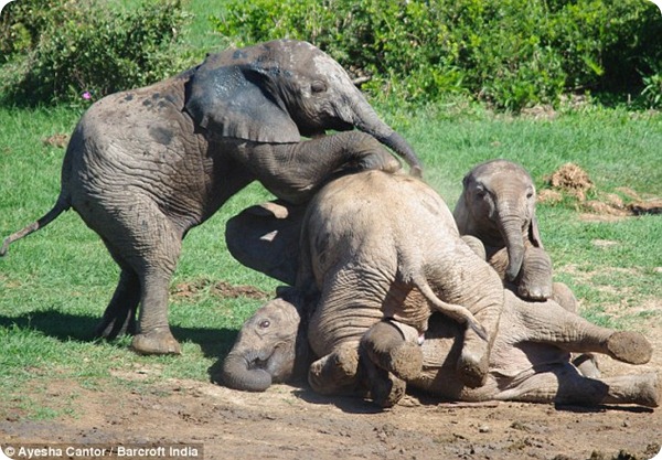 Потасовка слонят в Национальном парке Эддо