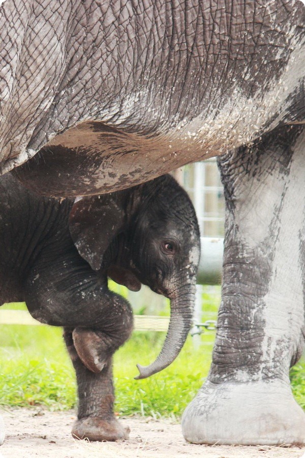 Зоопарк Лоури представил африканского слоненка