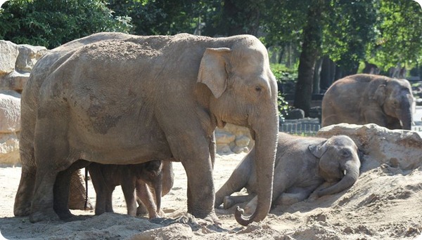Детеныш азиатского слона из зоопарка Emmen Zoo