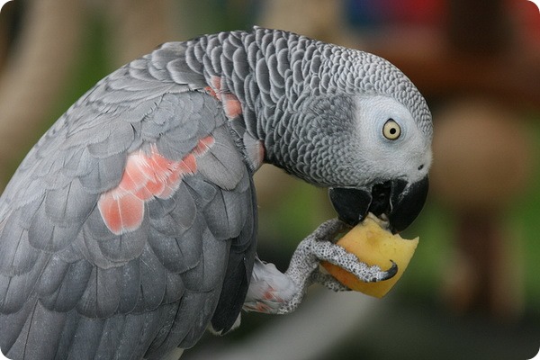 Жако, или серый попугай (лат. Psittacus erithacus) 