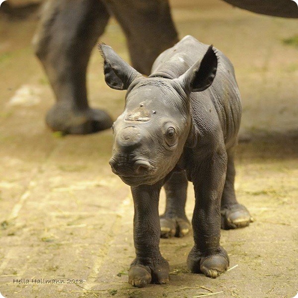 В зоопарке Крефельд родился детеныш черного  носорога