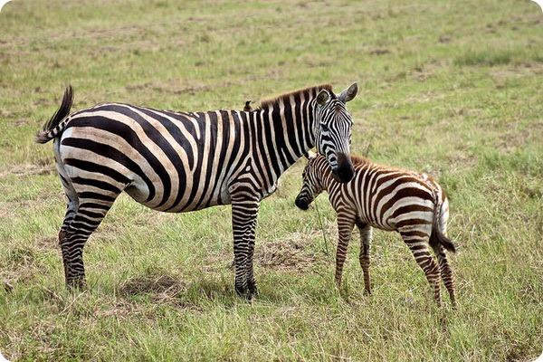 Горная зебра (лат. Equus zebra)