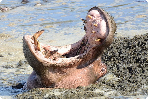 Обыкновенный бегемот (лат. Hippopotamus amphibius)