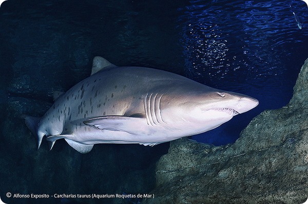 Песчаная акула (лат. Carcharias taurus)