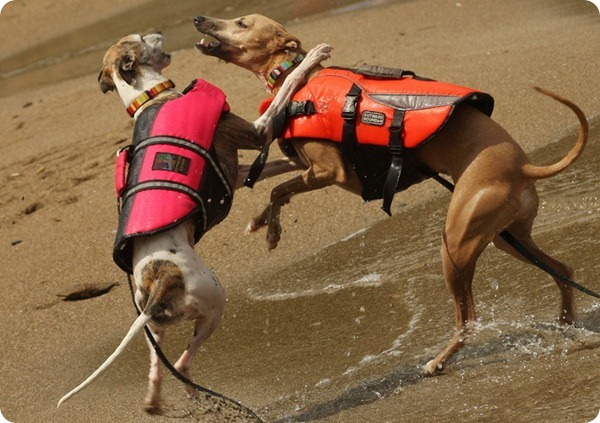 В Японии открыт пляж для собак