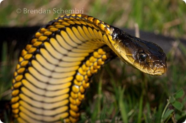 Тигровая змея (лат. Notechis scutatus) 