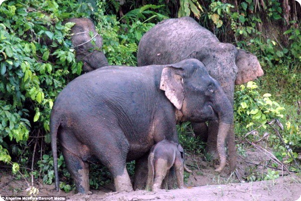 Маленькому слоненку помогла его семья