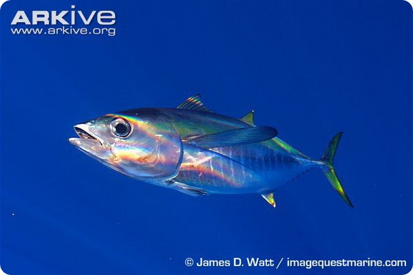 Желтоперый тунец (лат. Thunnus albacares)