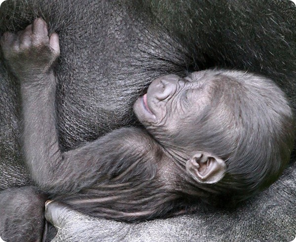 В зоопарке Белфаста родился детеныш гориллы
